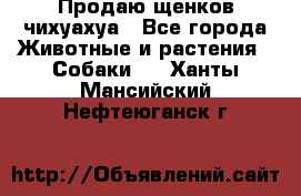 Продаю щенков чихуахуа - Все города Животные и растения » Собаки   . Ханты-Мансийский,Нефтеюганск г.